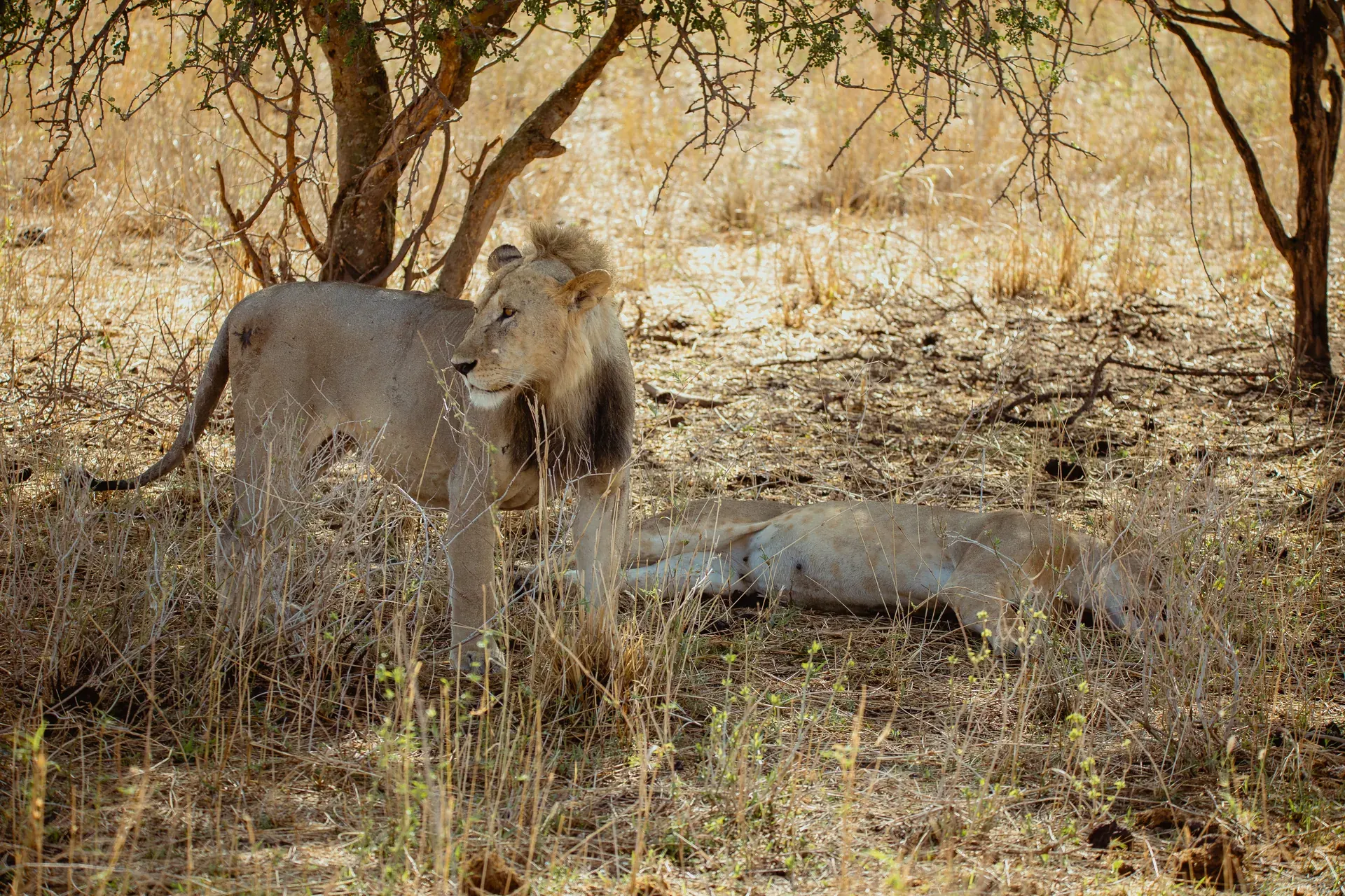 Lion in an East African safari landscape